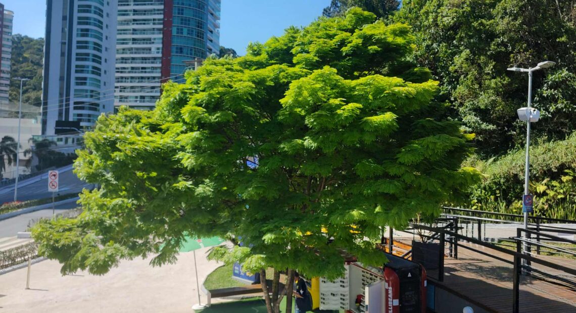 As 1000 árvores plantadas em Balneário Camboriú até 2026