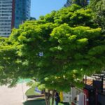 As 1000 árvores plantadas em Balneário Camboriú até 2026
