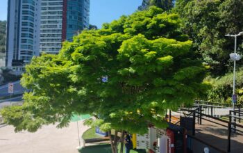 As 1000 árvores plantadas em Balneário Camboriú até 2026