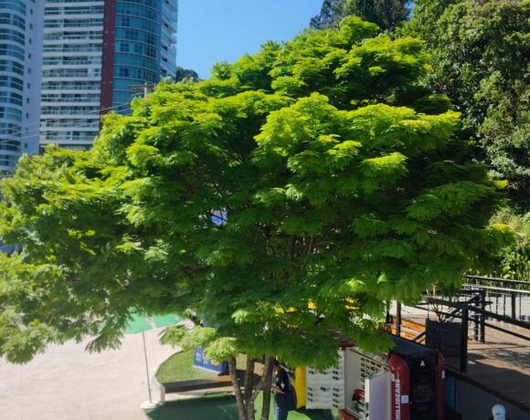 As 1000 árvores plantadas em Balneário Camboriú até 2026