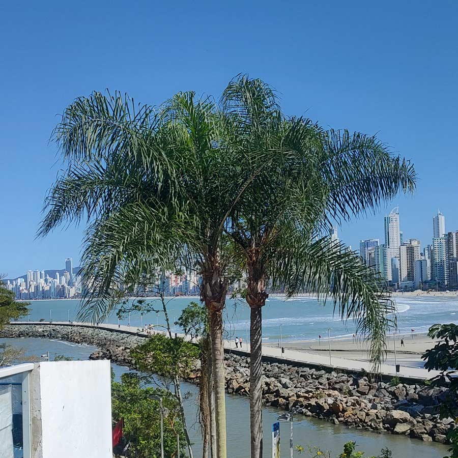 O impacto do plantio de árvores em Balneário Camboriú