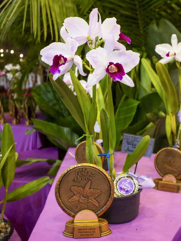 festa das flores joinville consurso de orquideas